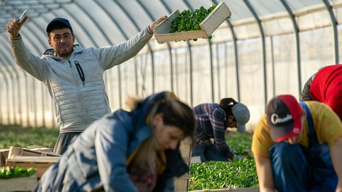 Dernière ligne droite pour savourer un plat de mâche