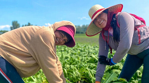 Blanc ou violet, le navet nouveau est cultivé sous filet bio (zéro traitement)