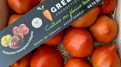 Elles sont enfin là les tomates du pays -” France Auvergne” 