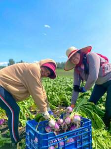 Blanc ou violet, le navet nouveau est cultivé sous filet bio (zéro traitement)