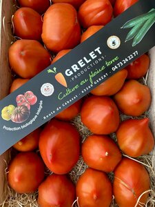 Elles sont enfin là les tomates du pays -” France Auvergne” 